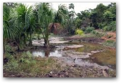 Oil contamination in the indigenous Kichwa village of Rumipamba  -> Click to enlarge