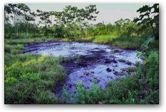 An unlined waste pit filled with crude oil left by Texaco drilling operations years earlier lies in a forest clearing near the town of Sacha  -> Click to enlarge